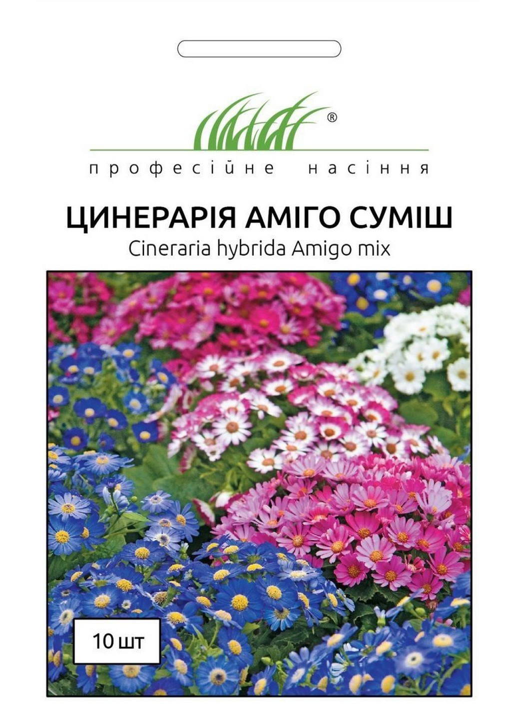 Семена Цинерария цветущая Амиго смесь 10 шт Професійне насіння (215963526)