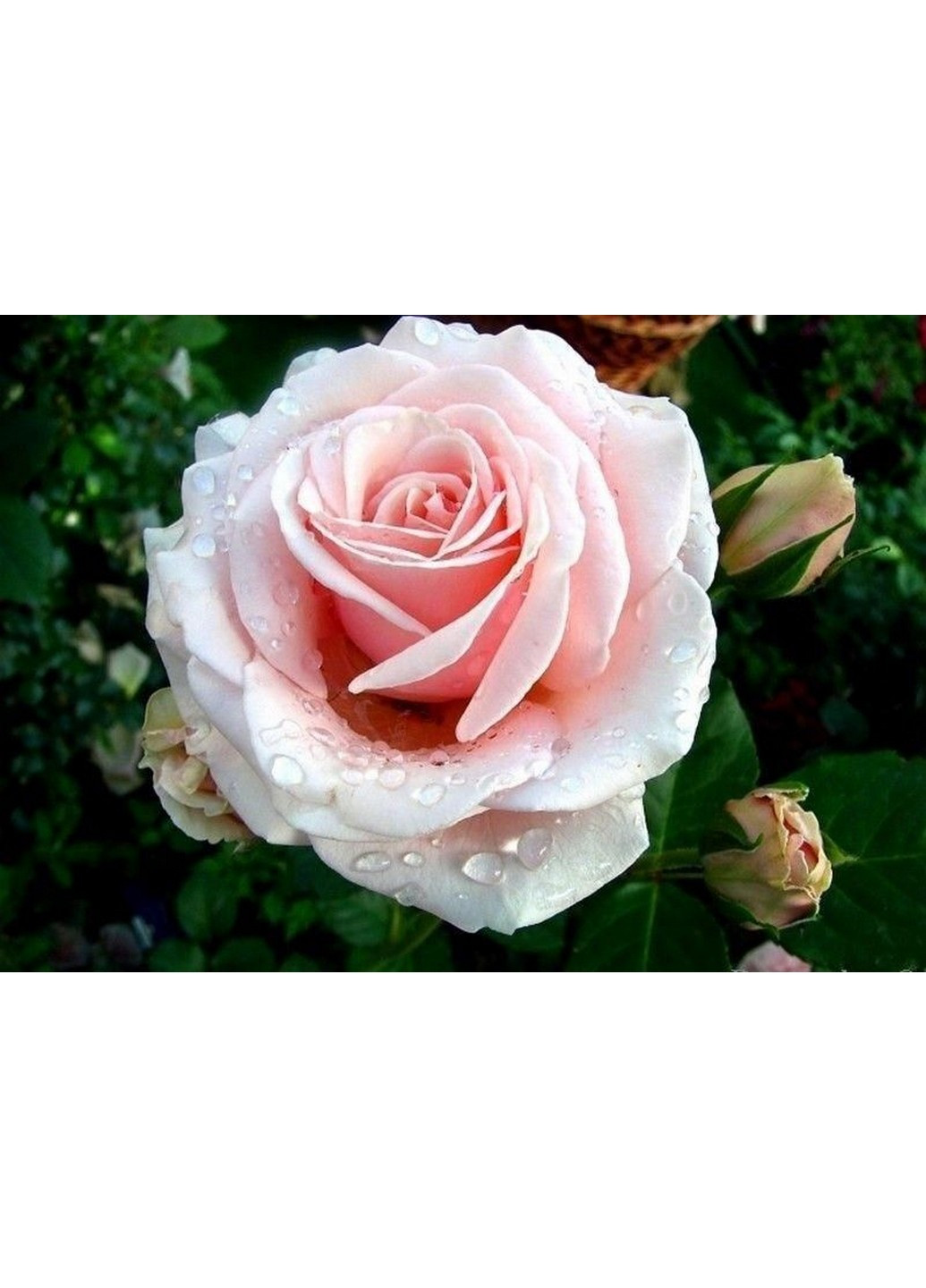 Роза Majestic (Маджестик) 90-110 см Декоплант (244711712)