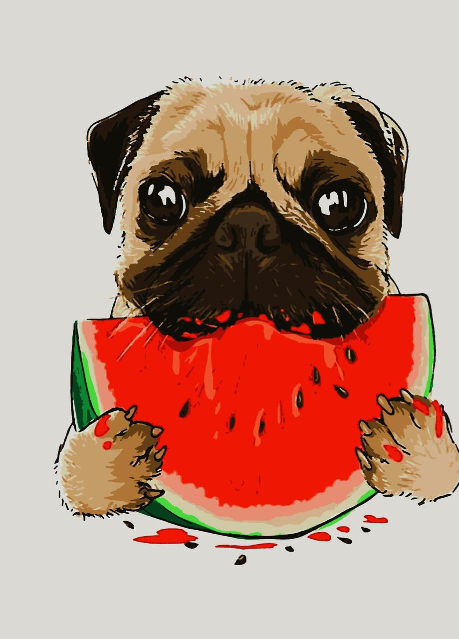 Картины по номерам "Мопсик с арбузиком" 50*60 см No Brand (254583858)