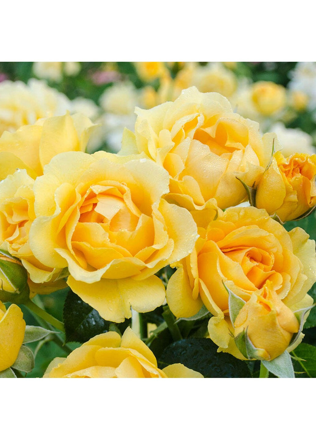 Троянда Julia Child (Джулія Чайлд) 60-80 см Декоплант (221297347)