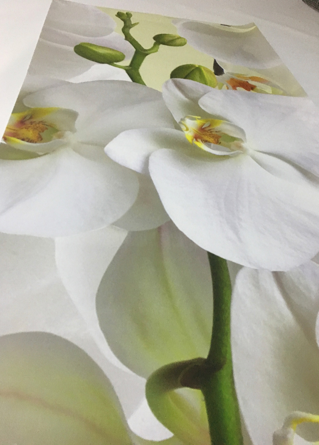 Наклейка виниловая Орхидея, 650х2000 мм Zatarga (22090749)