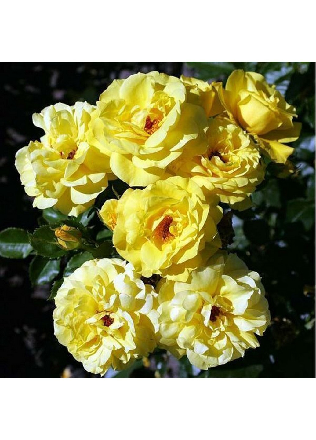 Троянда Family Yellow (Фемілі Єллоу) 200-400 см Декоплант (221297380)
