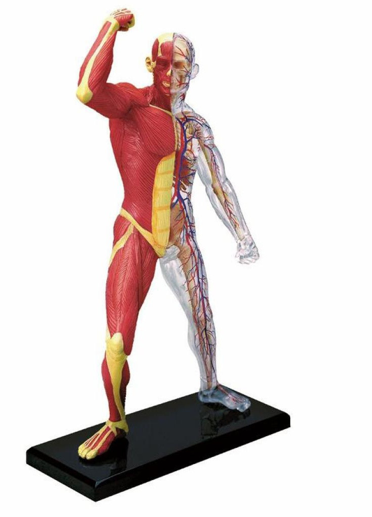 Пазл Об'ємна анатомічна модель М'язи і скелет людини (FM-626010) 4D Master (202365416)