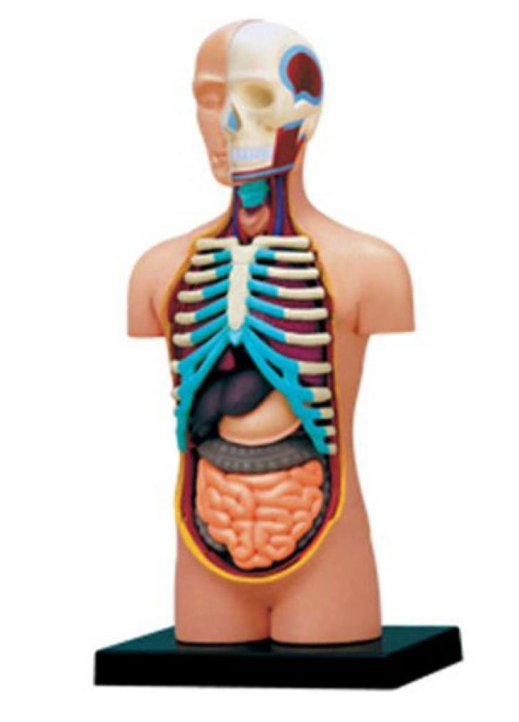 Пазл Об'ємна анатомічна модель Торс людини (FM-626003) 4D Master (202365760)