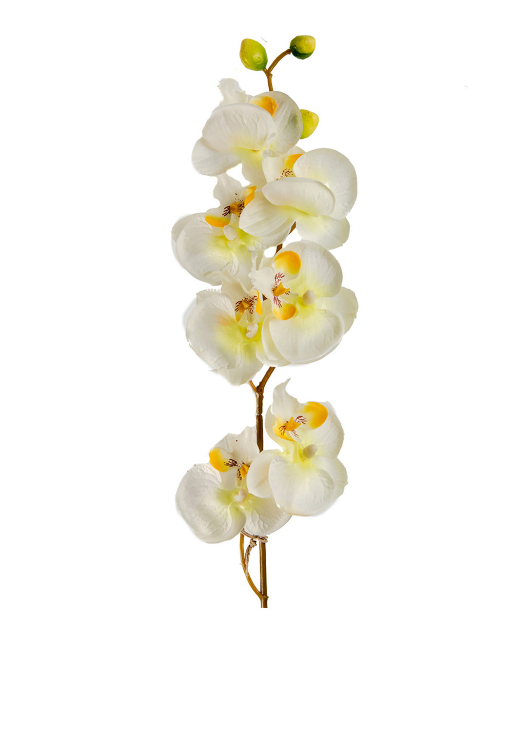 Цветы Орхидея, 78 см Coincasa белые
