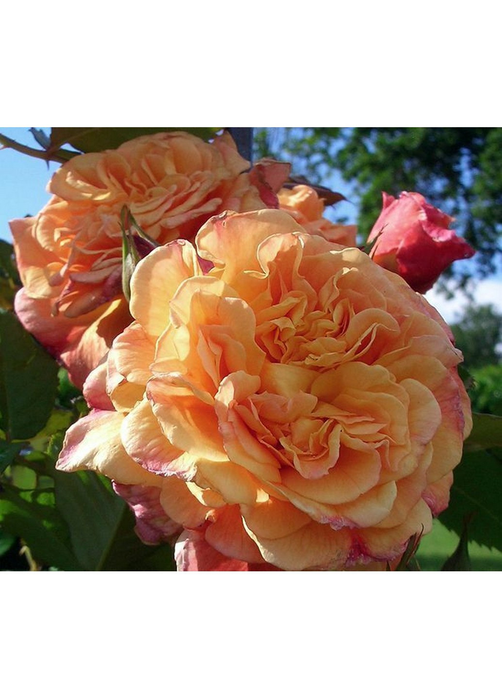 Троянда Aloha (Алоха) 200-250 см Декоплант (244711699)