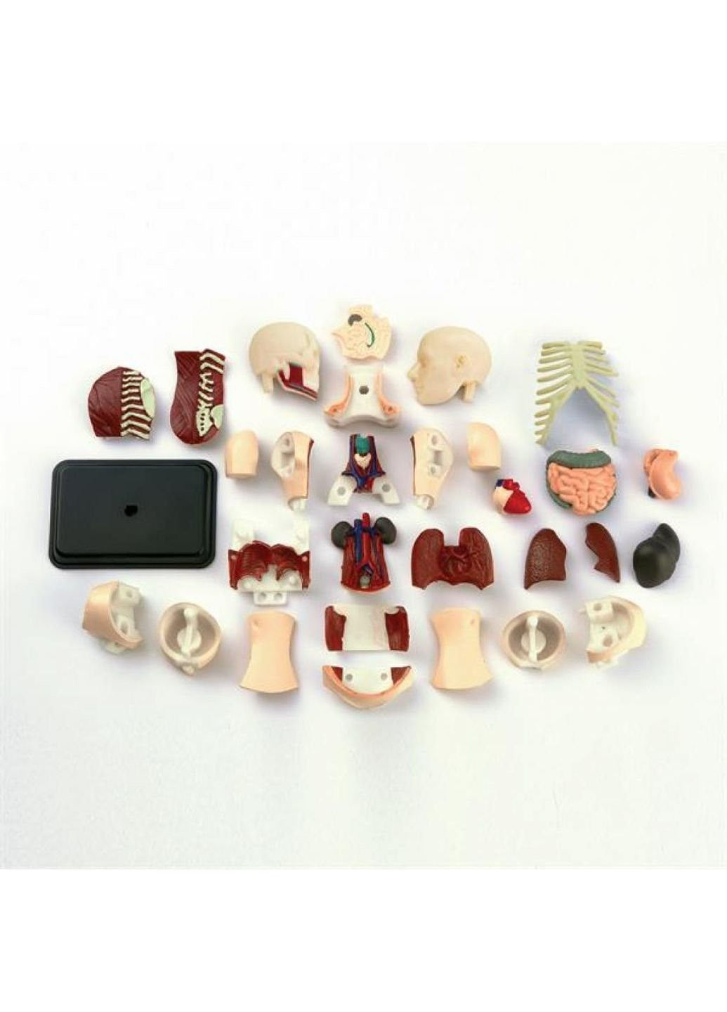 Набір для експериментів Модель тулуба людини збірна, 12,7 см EDU-Toys (252418714)