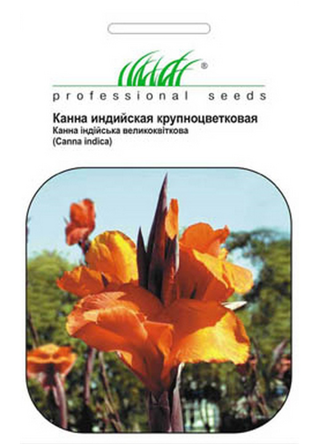Семена Канна индийская 5 шт Професійне насіння (215963511)