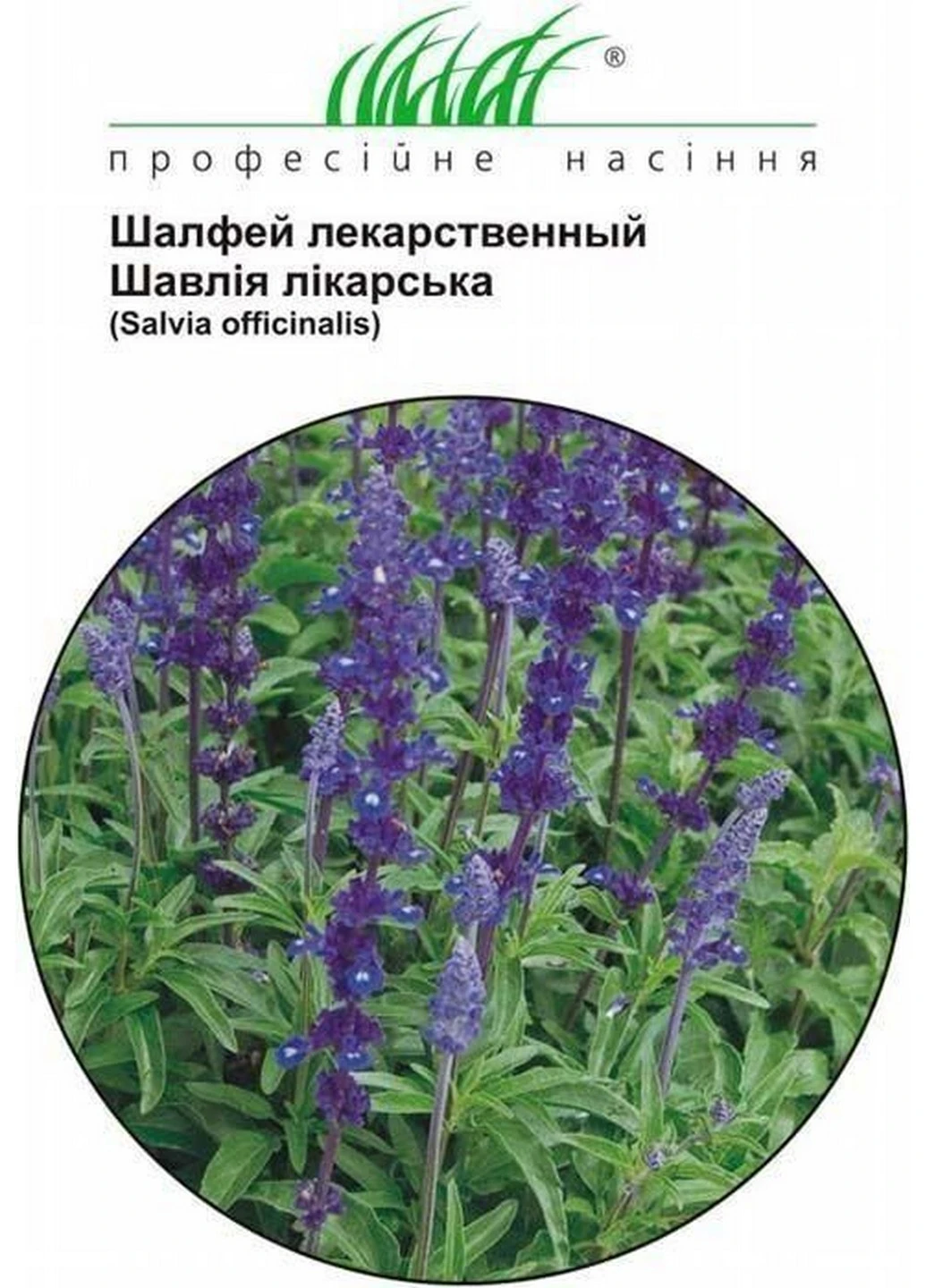 Насіння Шавлія лікарська 0,3 г Професійне насіння (216036259)