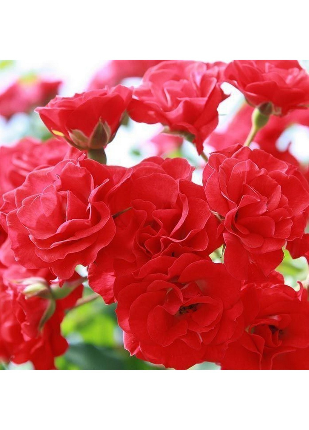 Троянда Scarlet Meillandecor (Скарлет Мейландекор) 40-60 см Декоплант (221297332)