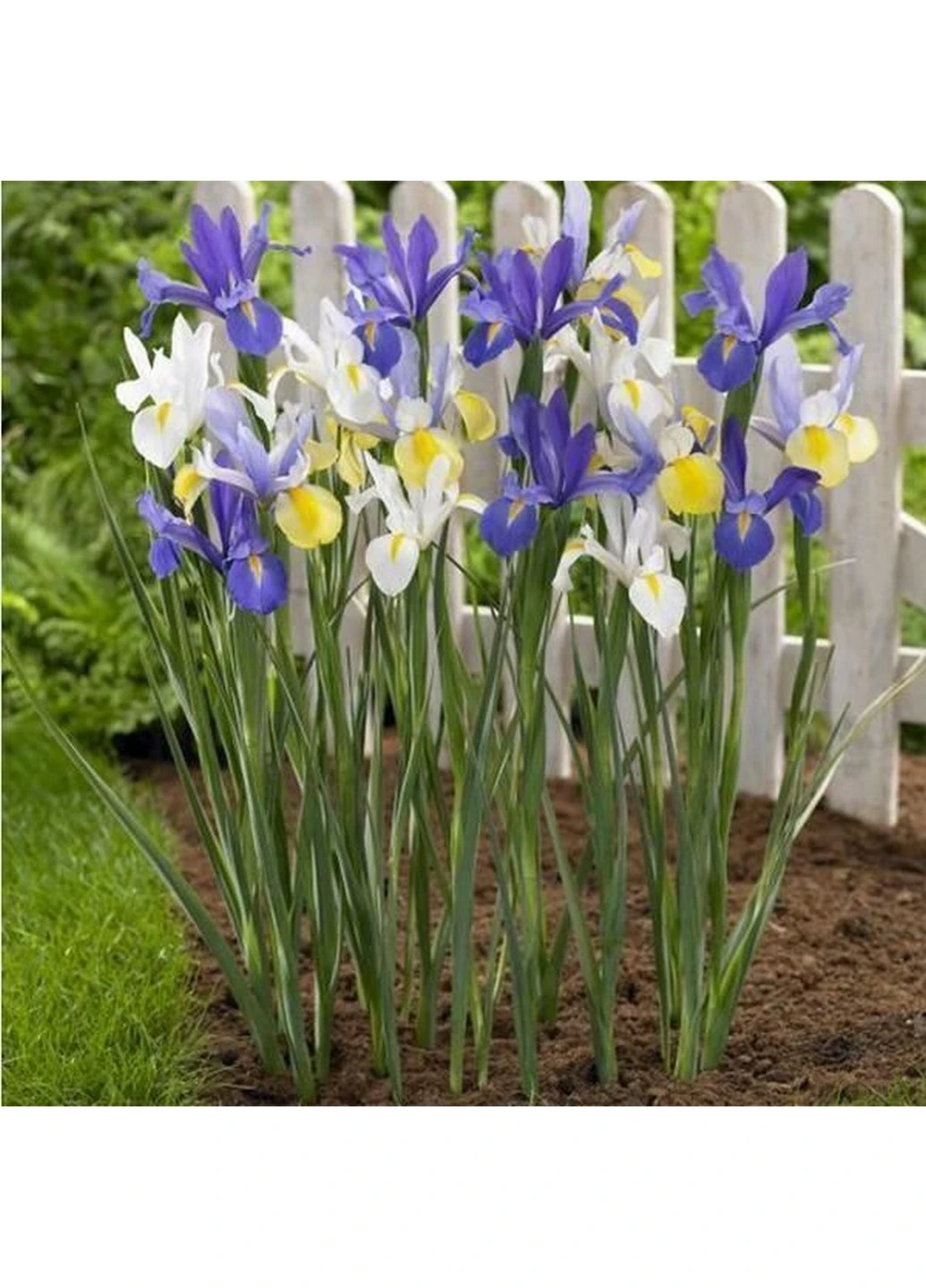Ірис Hollandica Mix (Голландська Суміш) 15 шт Holland Bulb Market (244711684)