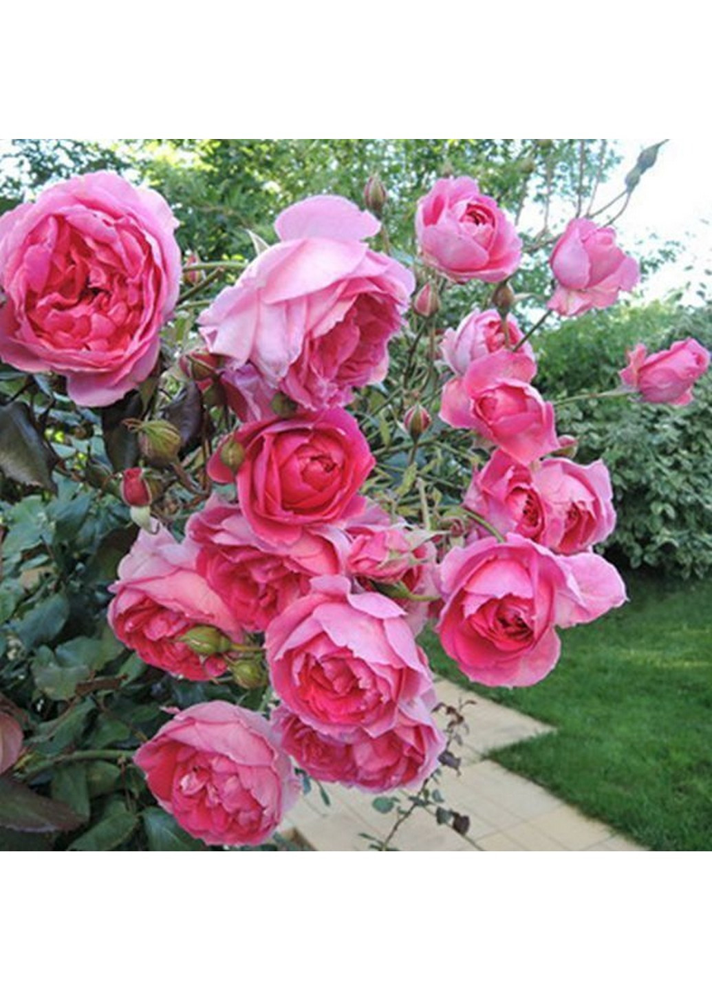 Роза Family Pink (Фемили Пинк) 200-400 см Декоплант (221297382)
