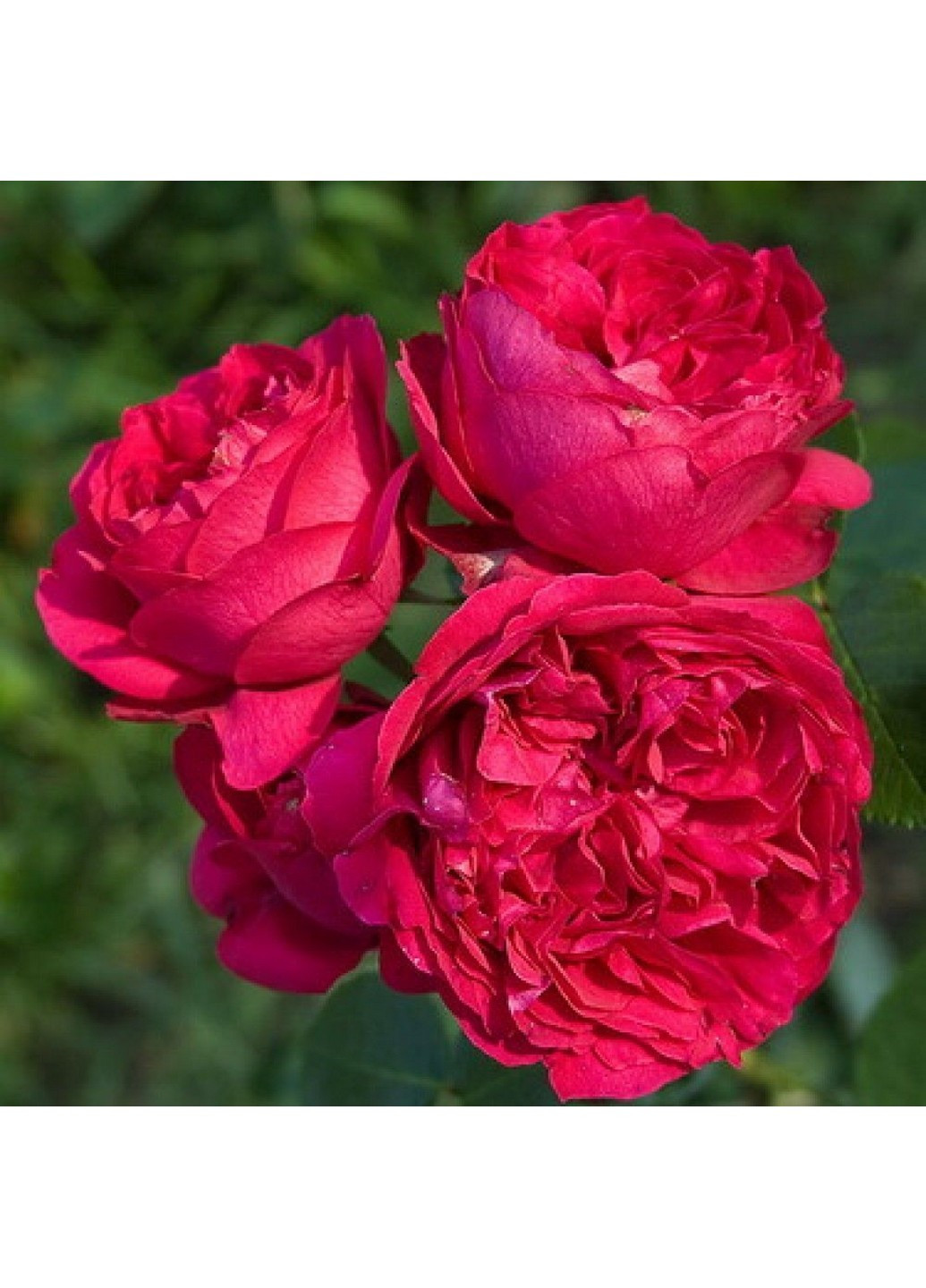 Роза Red Eden Rose (Ред Эден Роуз) 160-180 см Декоплант (244711716)