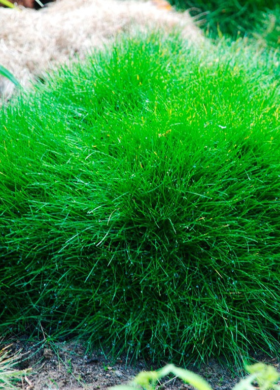 Сидерат Вівсяниця лугова 0,5 кг Професійне насіння (248894361)