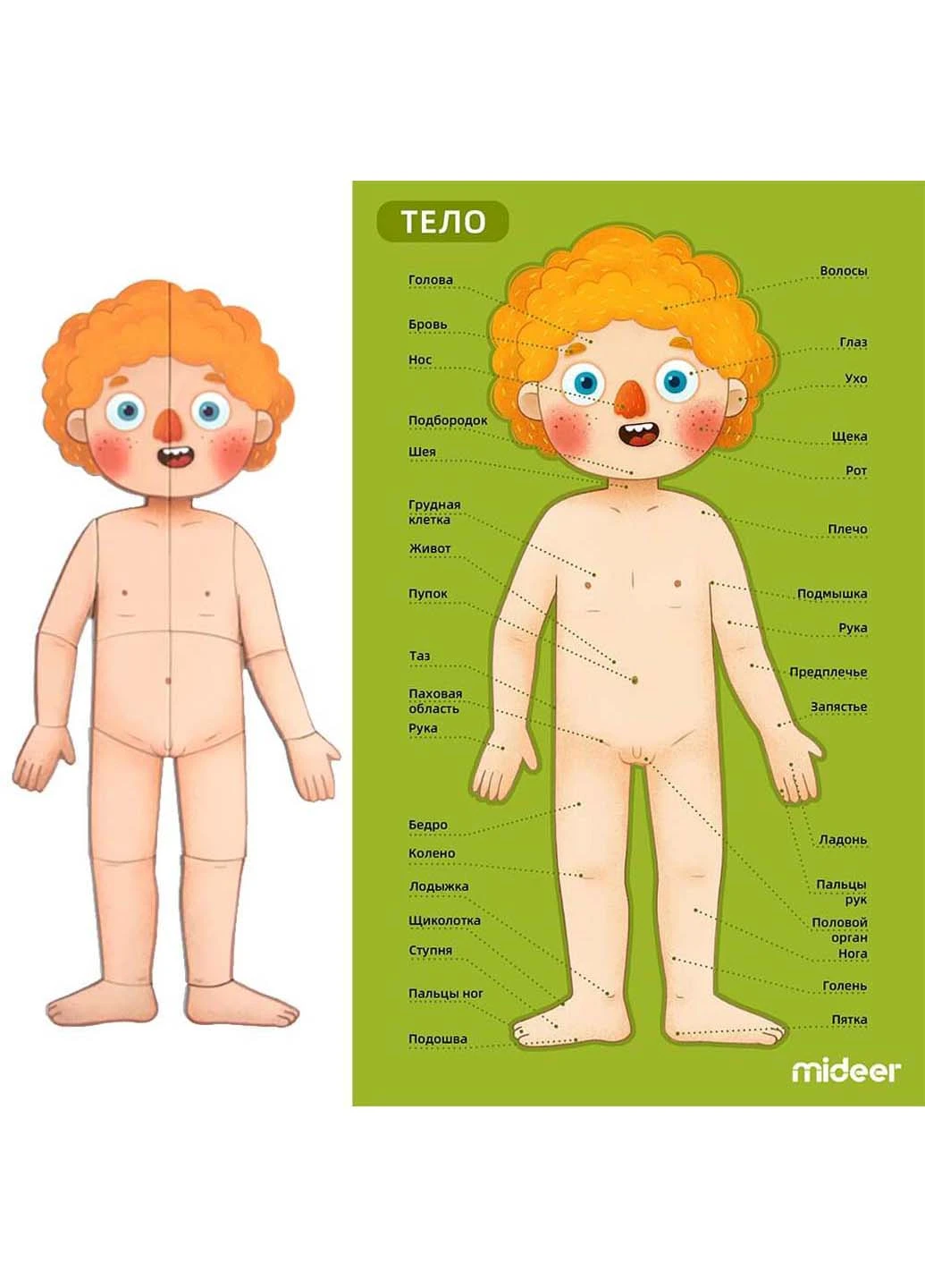 Магнитный пазл Тело человека 84 элемента MiDeer (253257627)