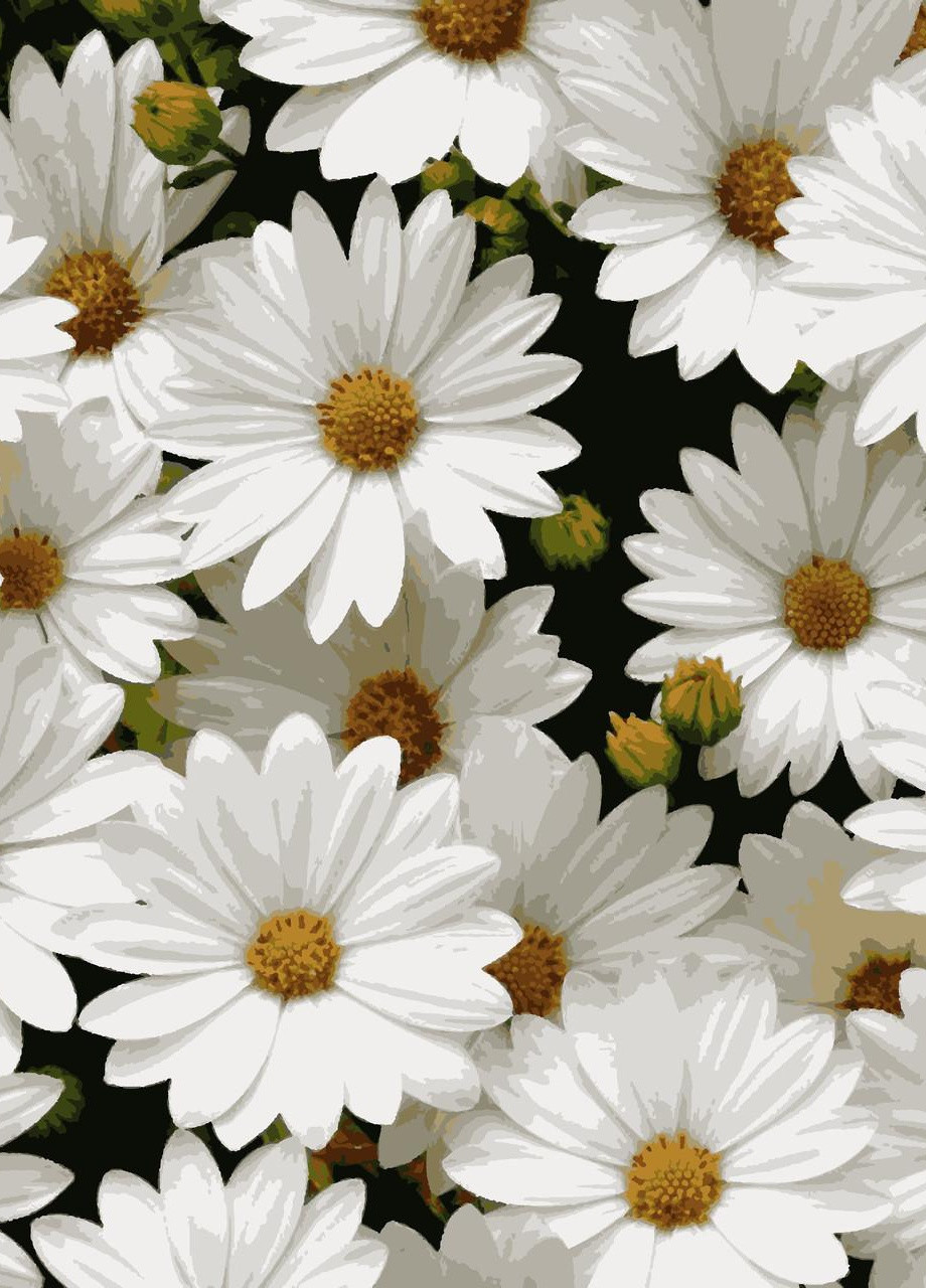 Картины по номерам "Любимые ромашки" 40*50см No Brand (254584117)