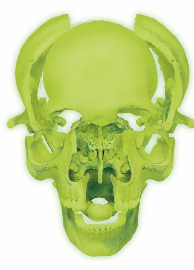 Пазл Об'ємна анатомічна модель Череп людини, який світиться (FM-626113) 4D Master (202365188)