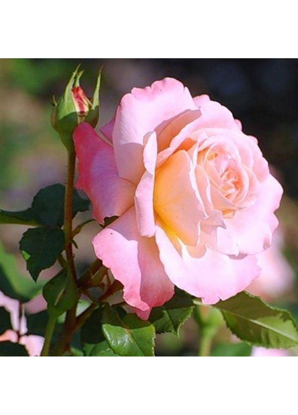 Троянда Augusta Luise (Августа Луіза) 80-120 см Декоплант (244711717)