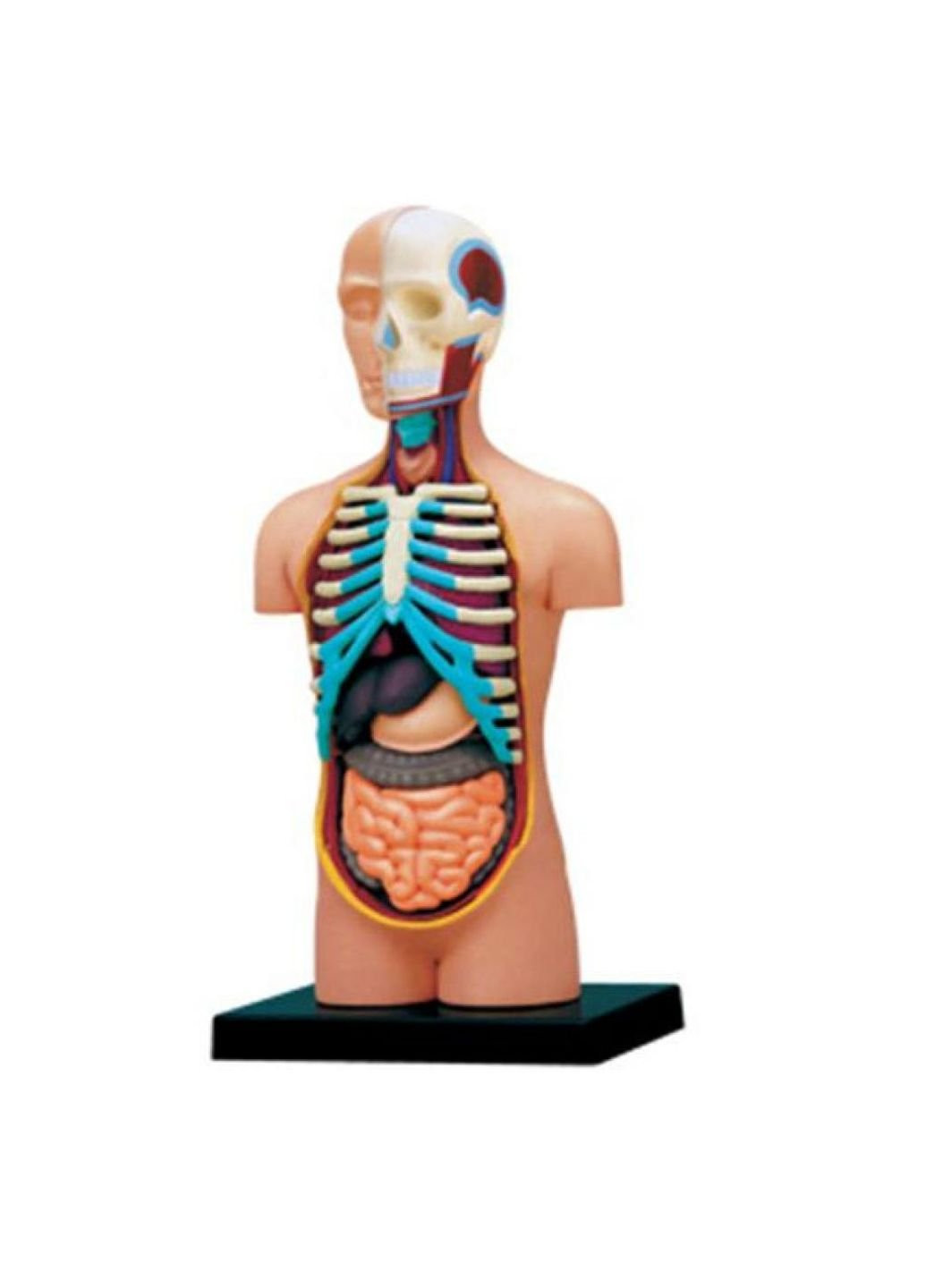 Пазл Объемная анатомическая модель Торс человека (FM-626003) 4D Master (252407784)