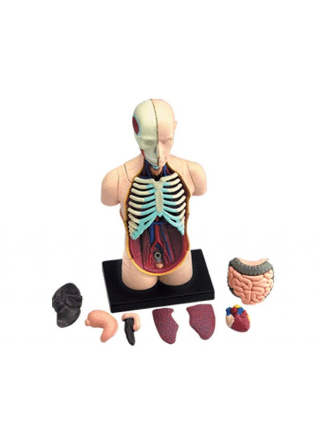 Пазл Объемная анатомическая модель Торс человека (FM-626003) 4D Master (252407784)