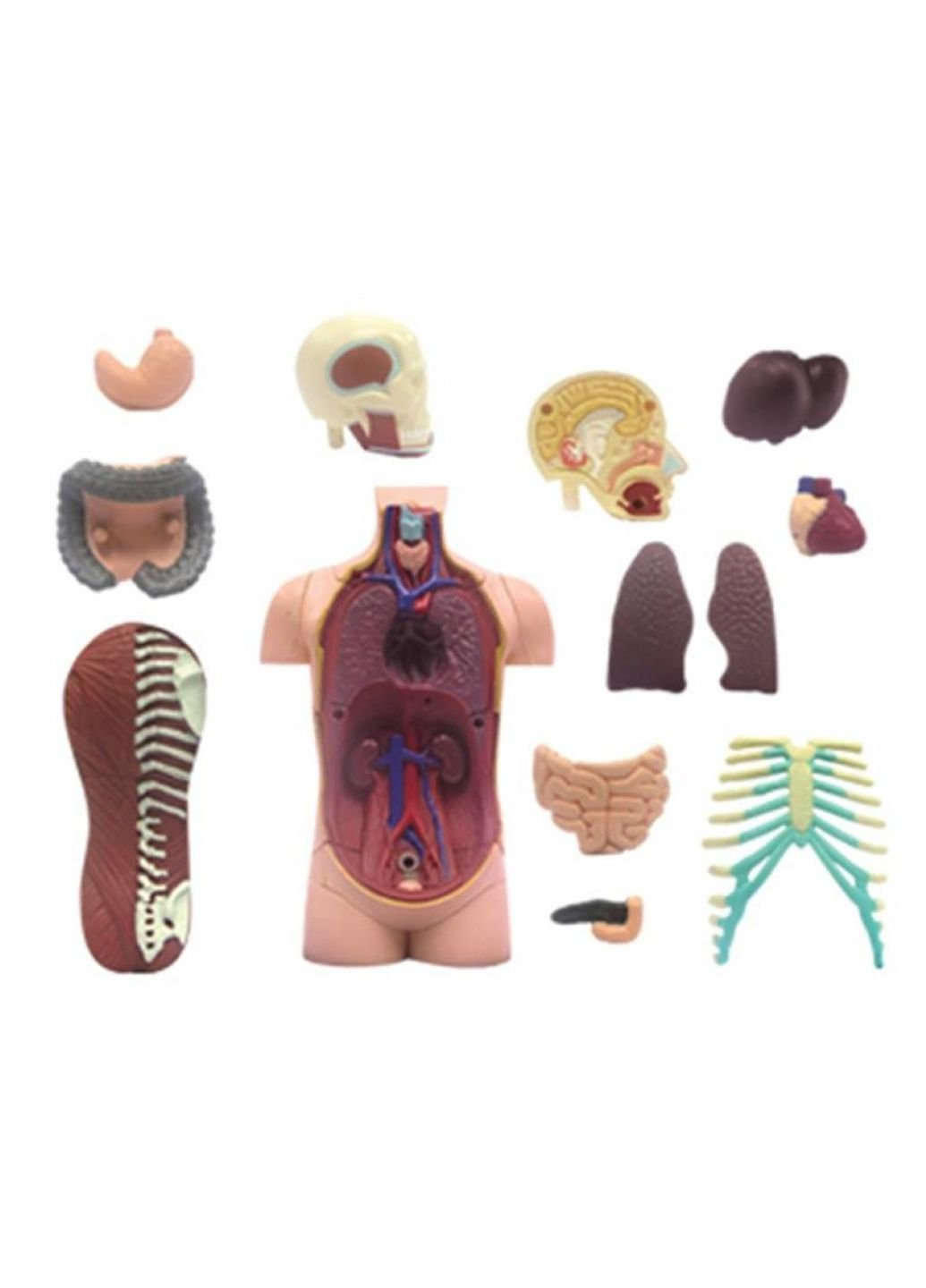 Пазл Объемная анатомическая модель Торс человека (FM-626003) 4D Master (252407784)