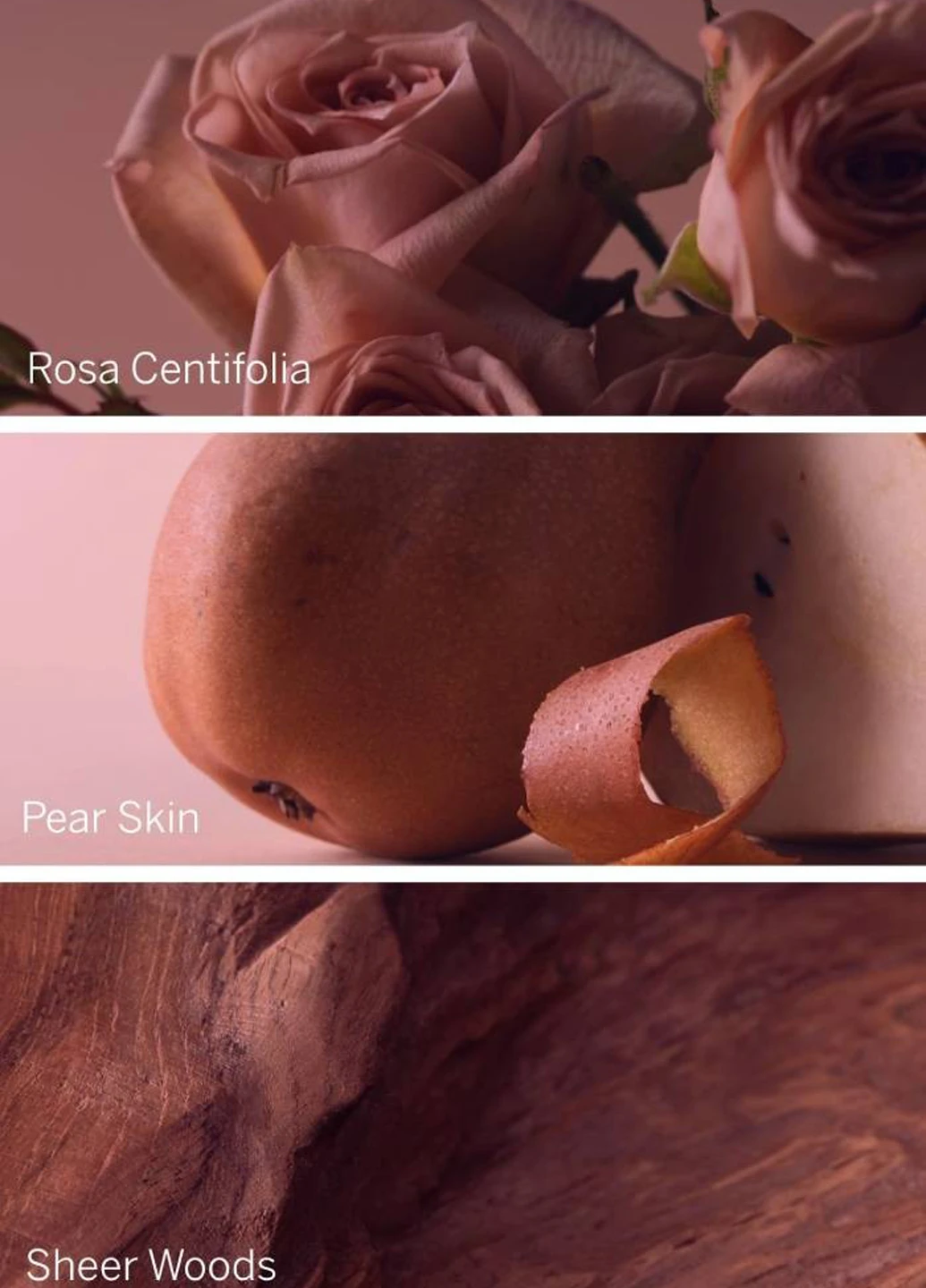 Парфумована вода Bare Rose, 7 мл Victoria's Secret (330778472)
