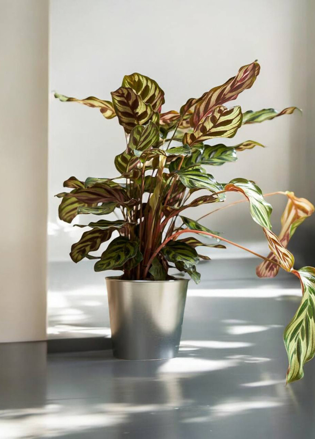 Кашпо, 12 см IKEA (293097831)