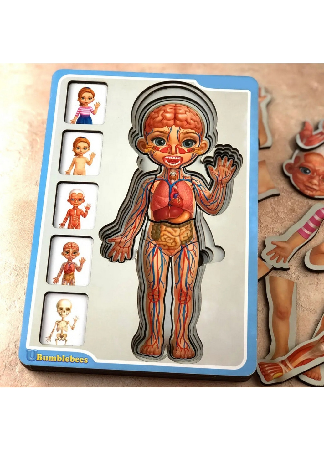 Деревянный пазл-вкладыш "Анатомия человека – девочка" строение тела 1,5х16х23 см Ubumblebees (267654648)