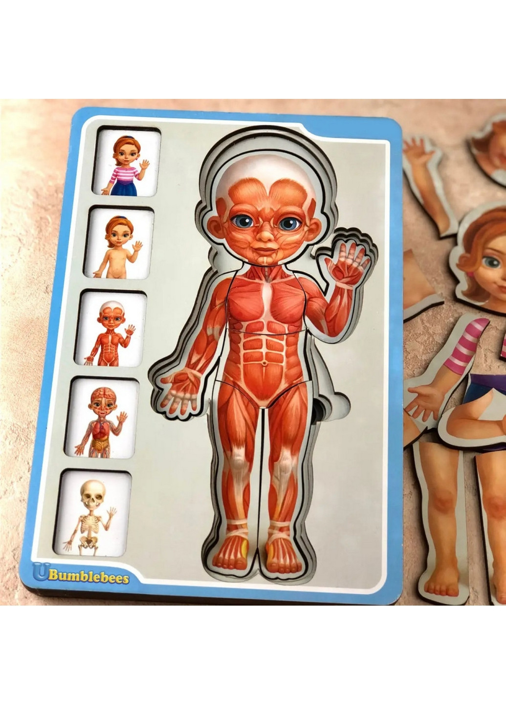 Деревянный пазл-вкладыш "Анатомия человека – девочка" строение тела 1,5х16х23 см Ubumblebees (267654648)