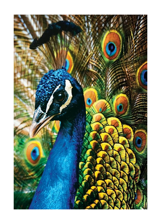 Пазли тришарові Colourful Nature 1 Peacock 250 шт розмір 33х48 см ТМ Interdruk (268120812)