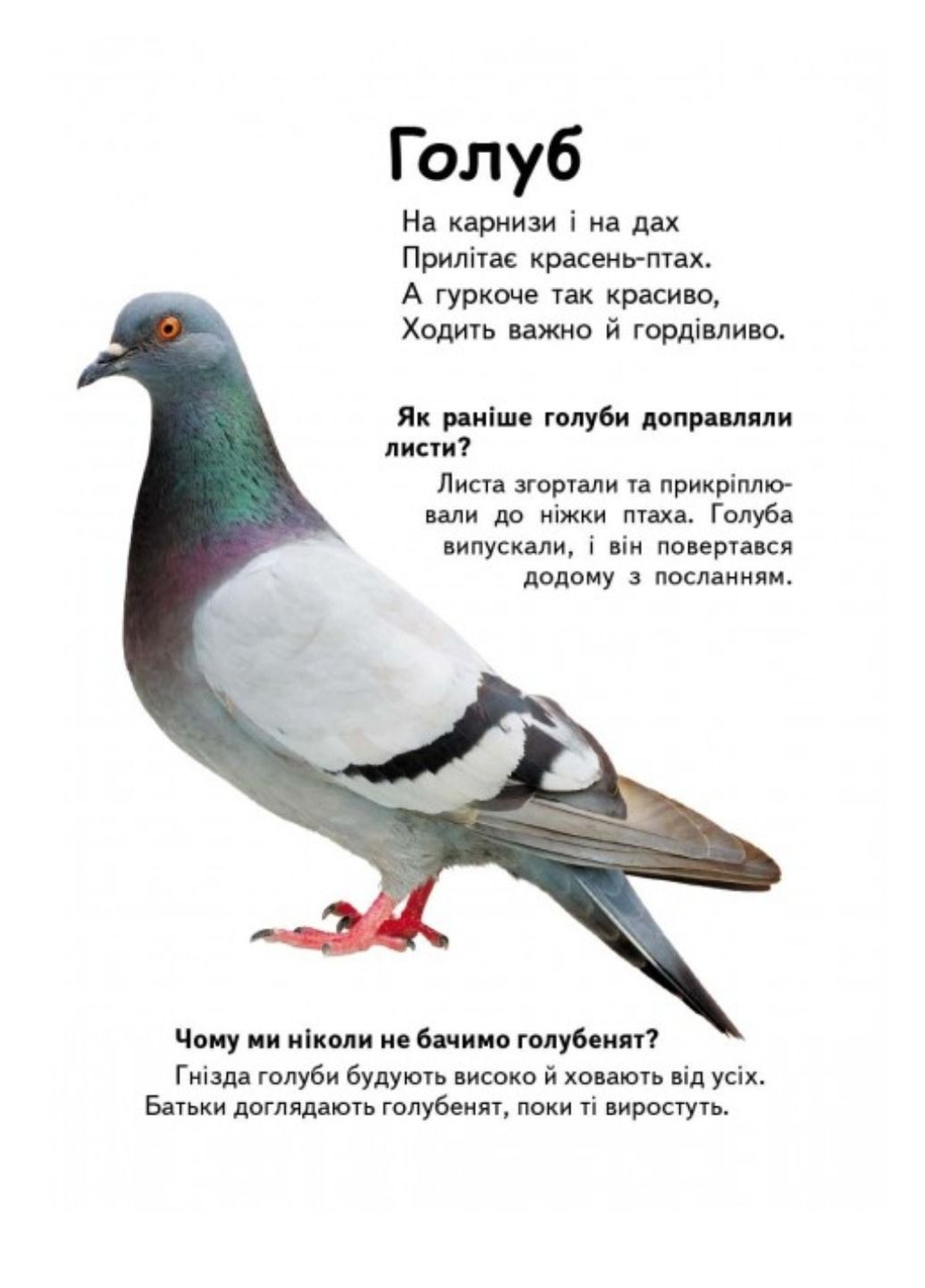 Кто это? Птицы. Вопросы и ответы Пегас (269691226)