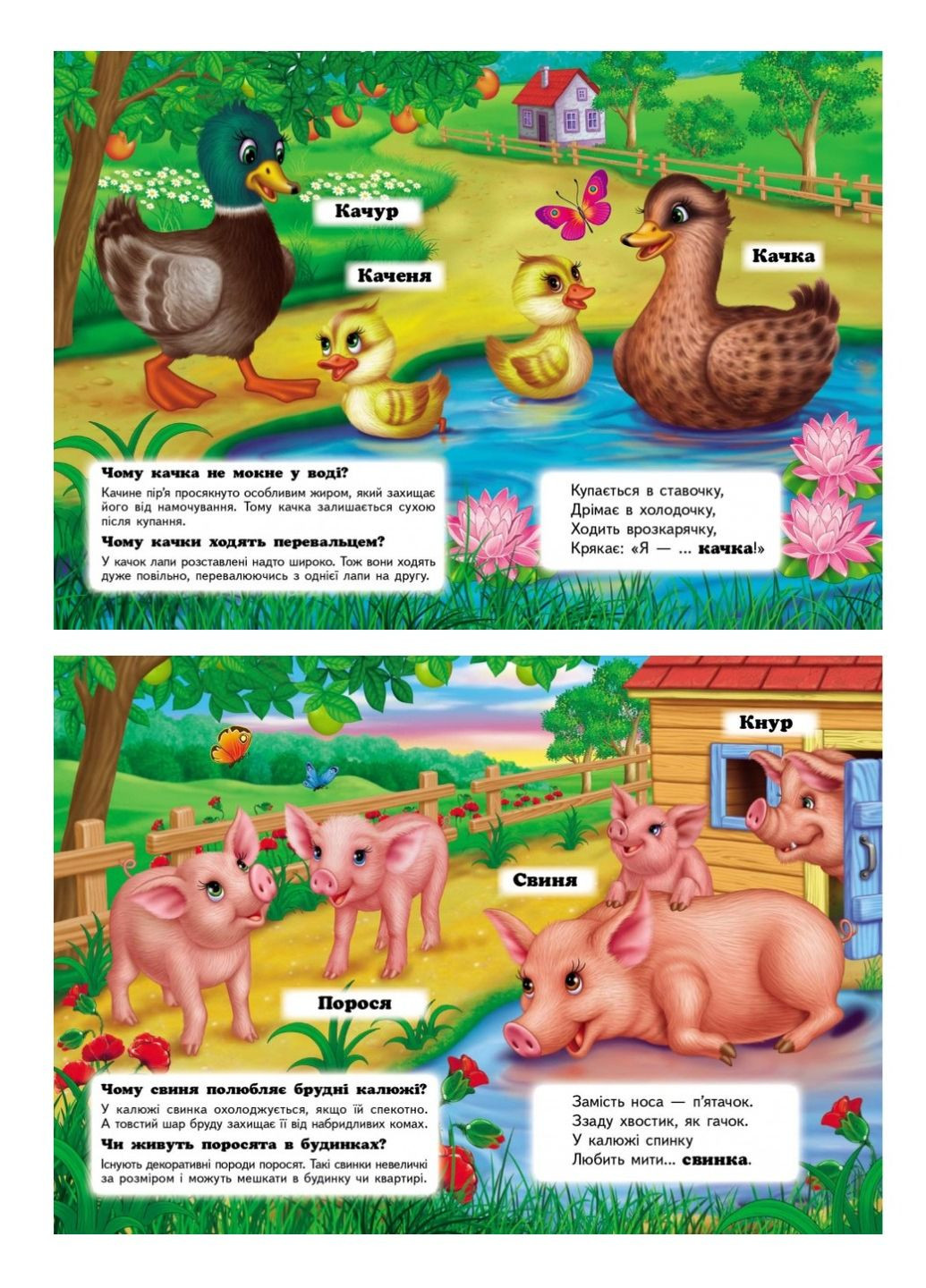 Хто це? Свійські. Запитання та відповіді Пегас (269691250)