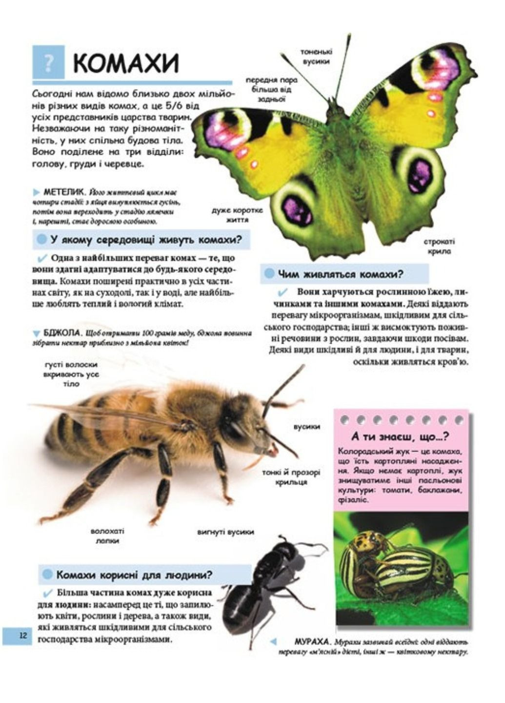 Иллюстрированная детская энциклопедия в вопросах и ответах Пегас (270965521)
