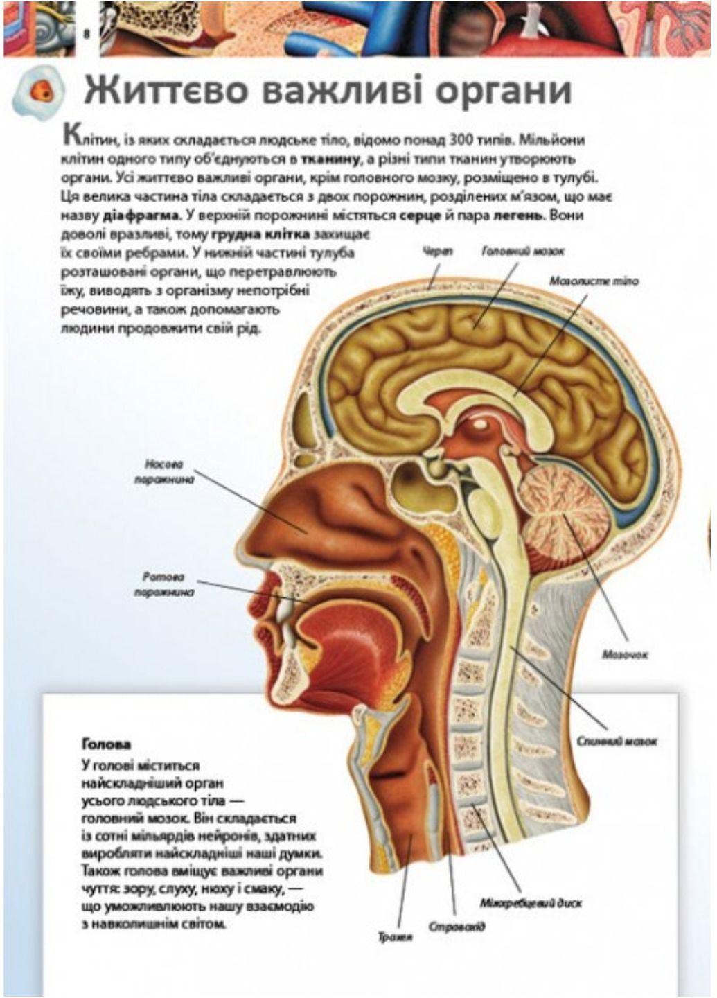 Дитяча енциклопедія. Тіло людини Пегас (272598613)