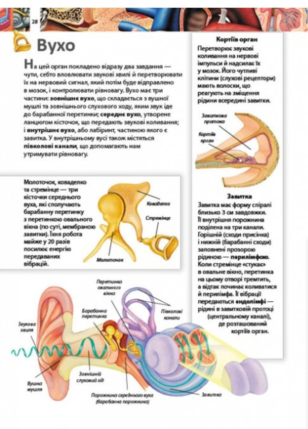 Дитяча енциклопедія. Набір з 3 книг Пегас (272598631)