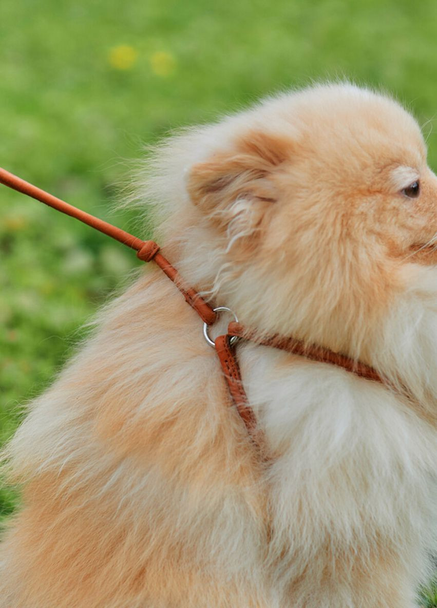 Шлей с поводком для собак кожаный Soft с QR паспортом, круглый, Д 6 мм, А 42-60 см, В 46-64 см коричневый WAUDOG (276387046)