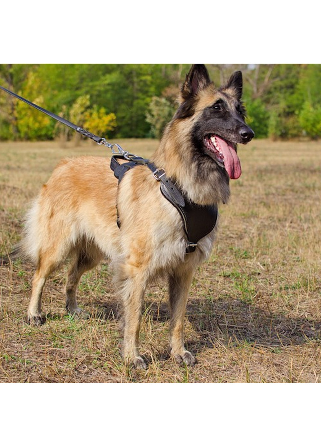 Шлейка для собаки Lockdog (276980030)