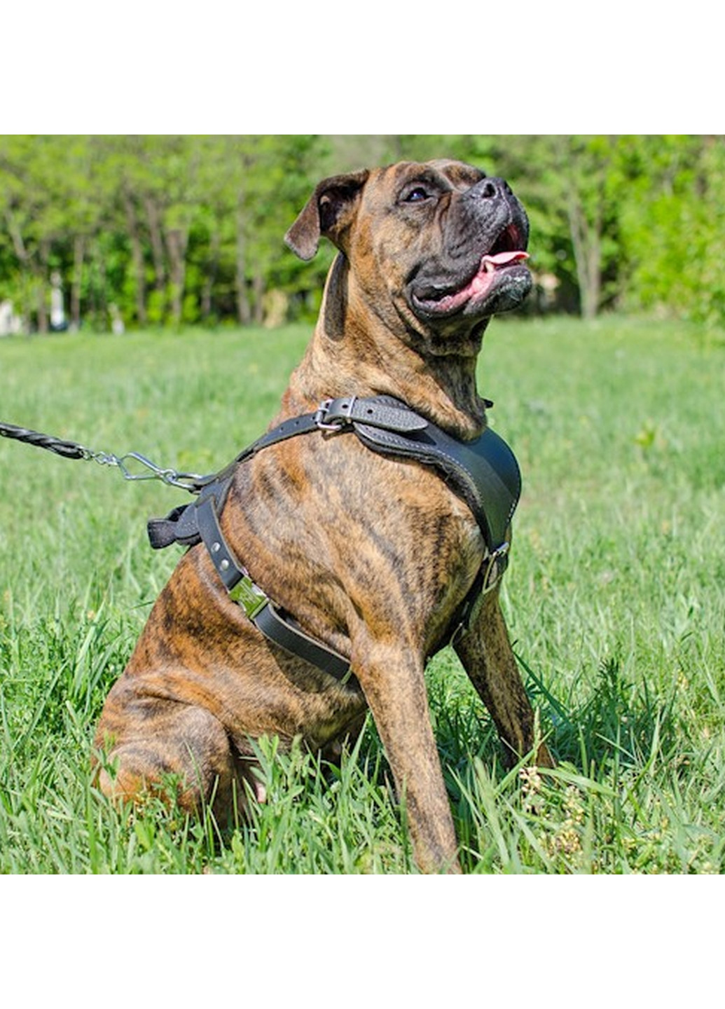 Шлейка для собаки Lockdog (276985800)