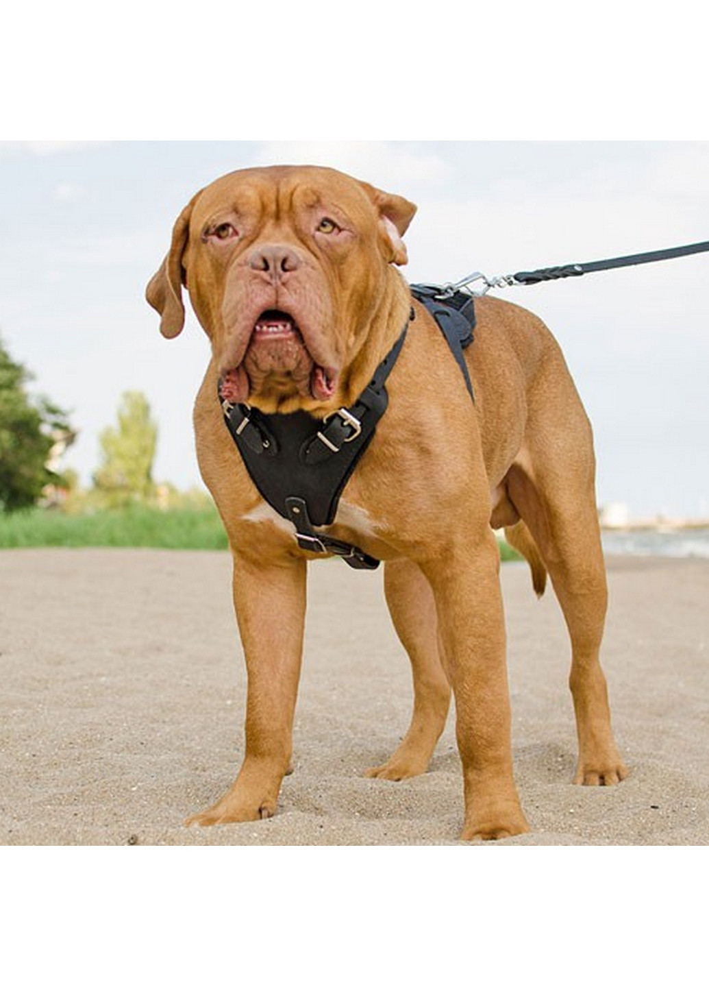 Шлейка для собаки Lockdog (276981002)