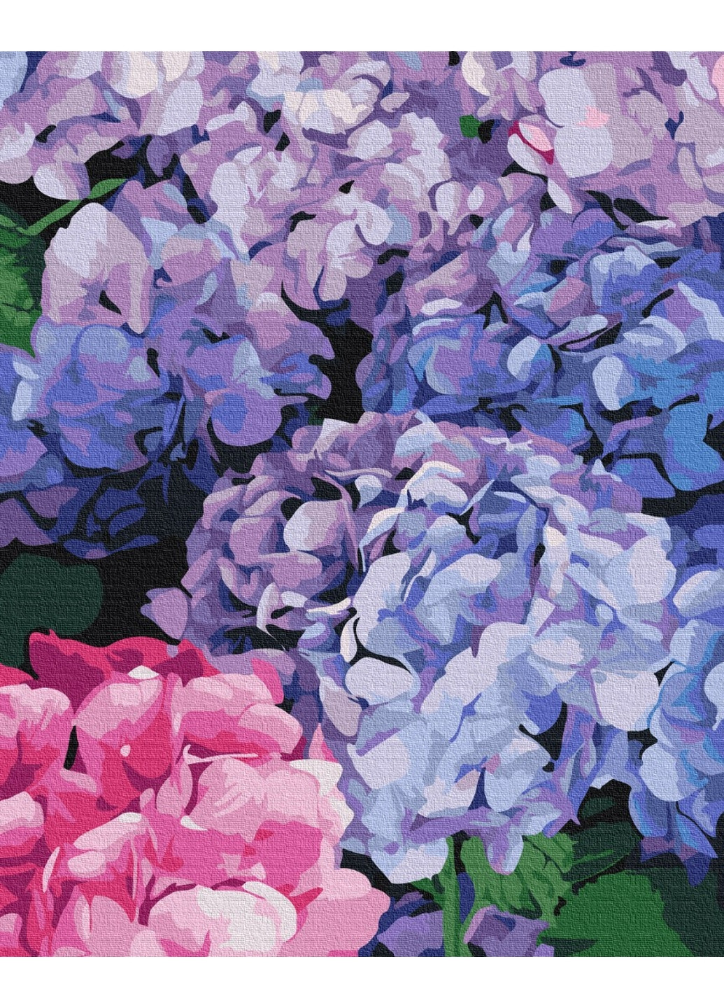 Картина по номерам Яркая гортензия 40x50 см Brushme (277156069)