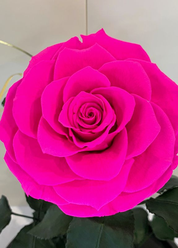 Ярко-розовая Фуксия роза в колбе - Lux 33 см LEROSH (278020065)
