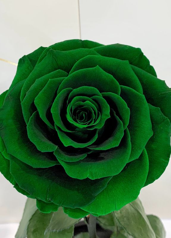 Зелена троянда в колбі - Lux 33 см LEROSH (278019977)