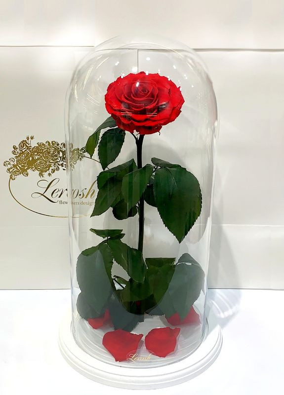 Червона троянда в колбі - Elite 43 см на білій підставці LEROSH (278020036)