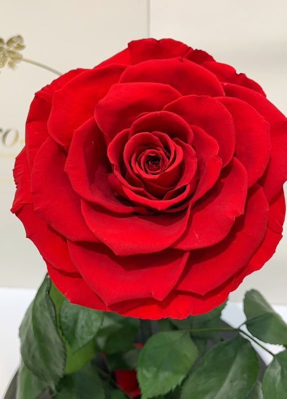 Красная роза в колбе - Lux 33 см LEROSH (278020008)