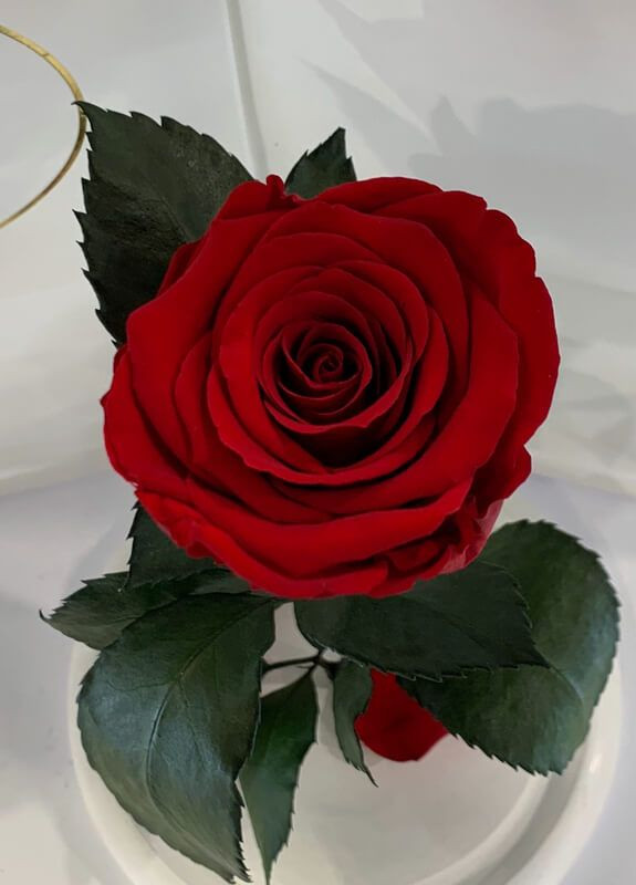 Червона троянда в колбі - Classic 27 см на білій підставці LEROSH (278020024)