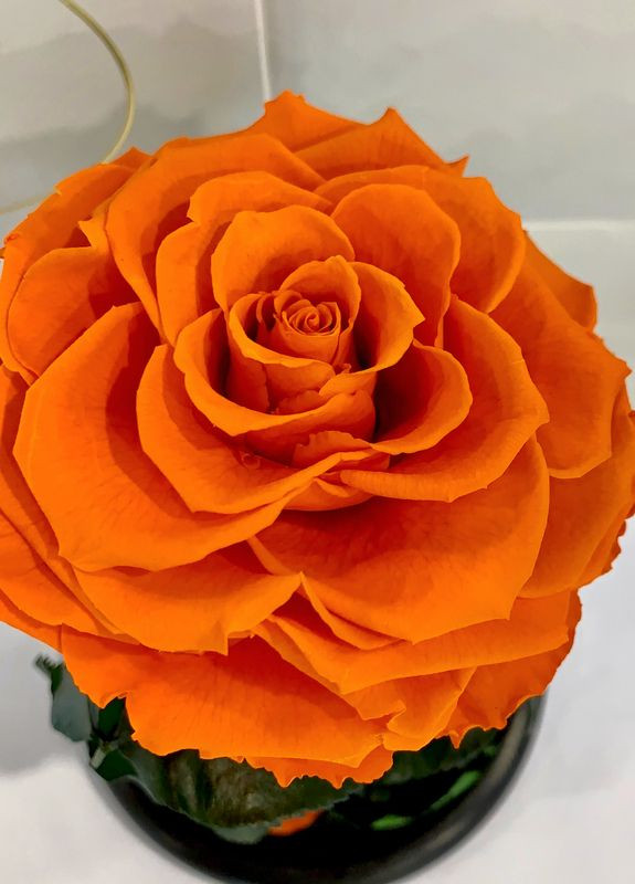 Помаранчева троянда в колбі - Premium 27 см LEROSH (278019952)