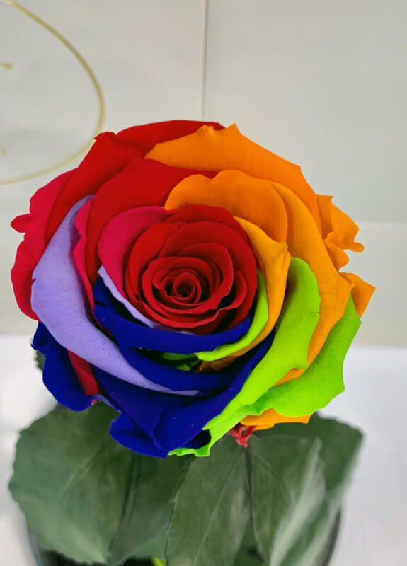 Яскрава Різнокольорова троянда в колбі - Classic 27 см LEROSH (278019988)