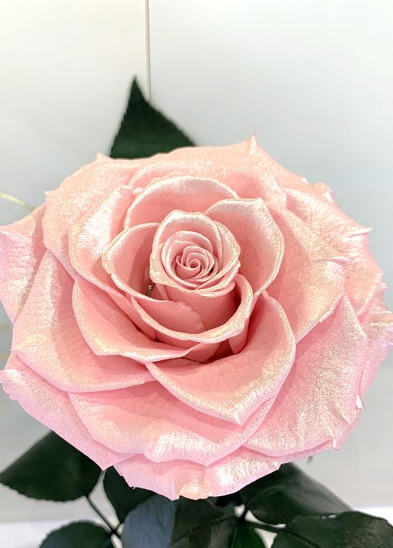 Рожева Перлова троянда в колбі - Lux 33 см LEROSH (278020010)