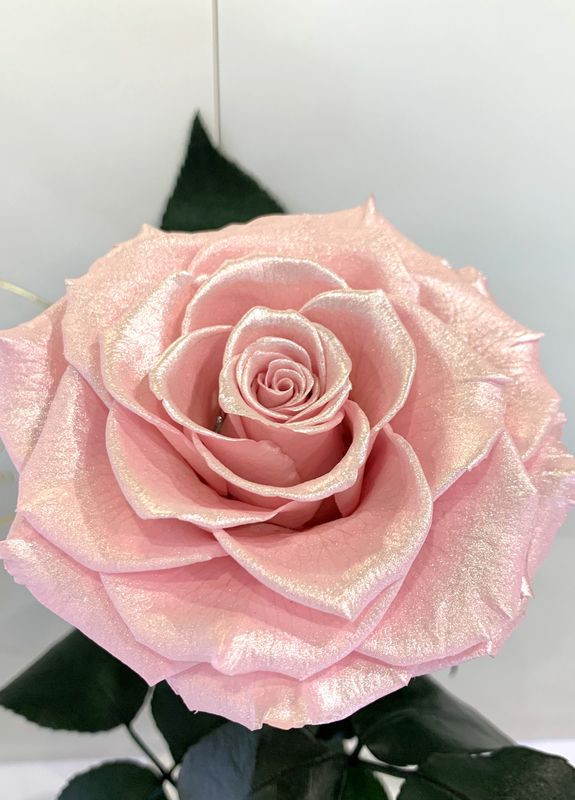 Рожева Перлова троянда в колбі - Premium 27 см LEROSH (278020050)