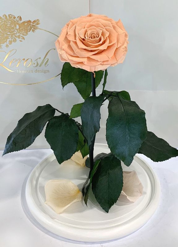 Персикова троянда в колбі - Lux 33 см LEROSH (278020006)
